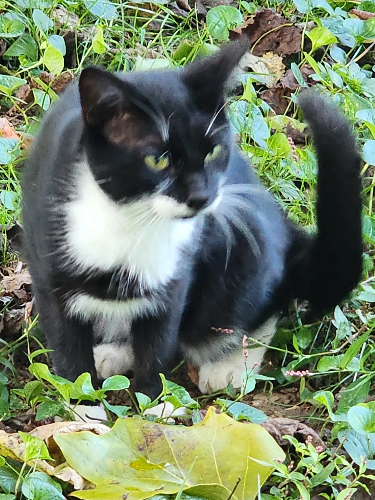 Sanctuary resident