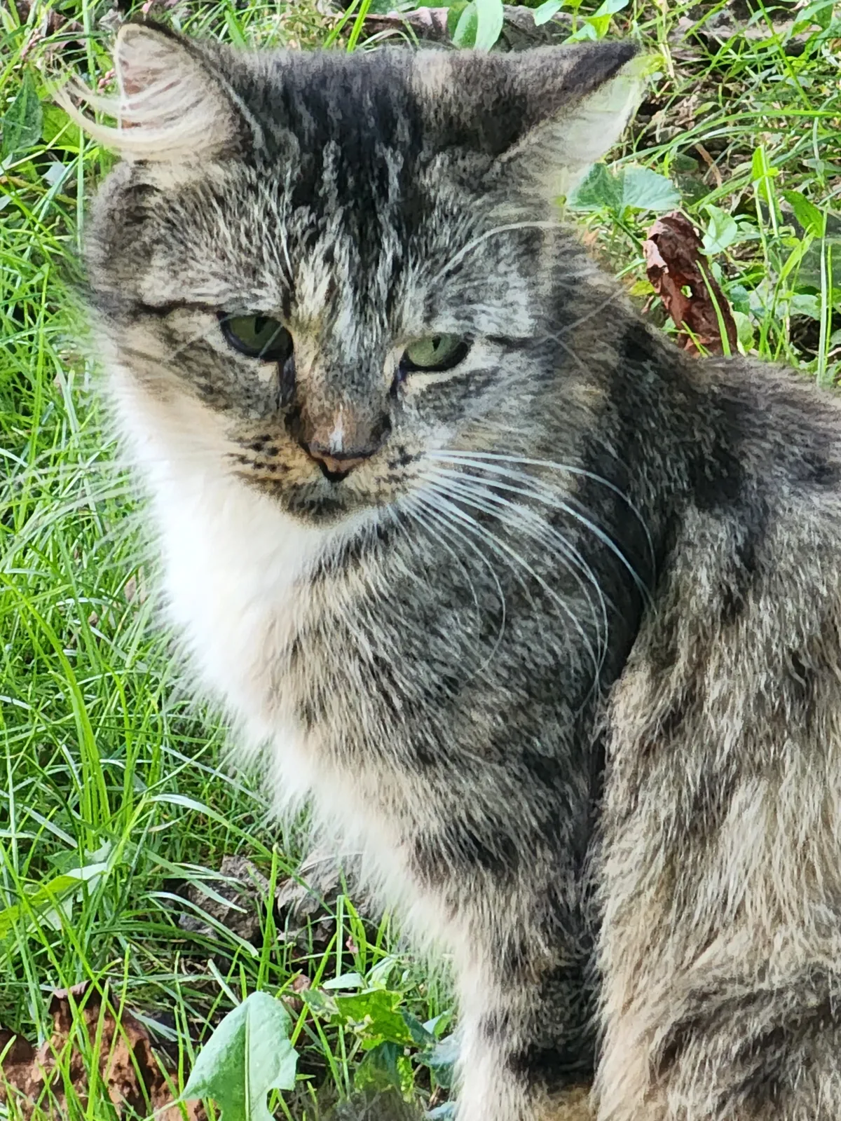 Sanctuary resident