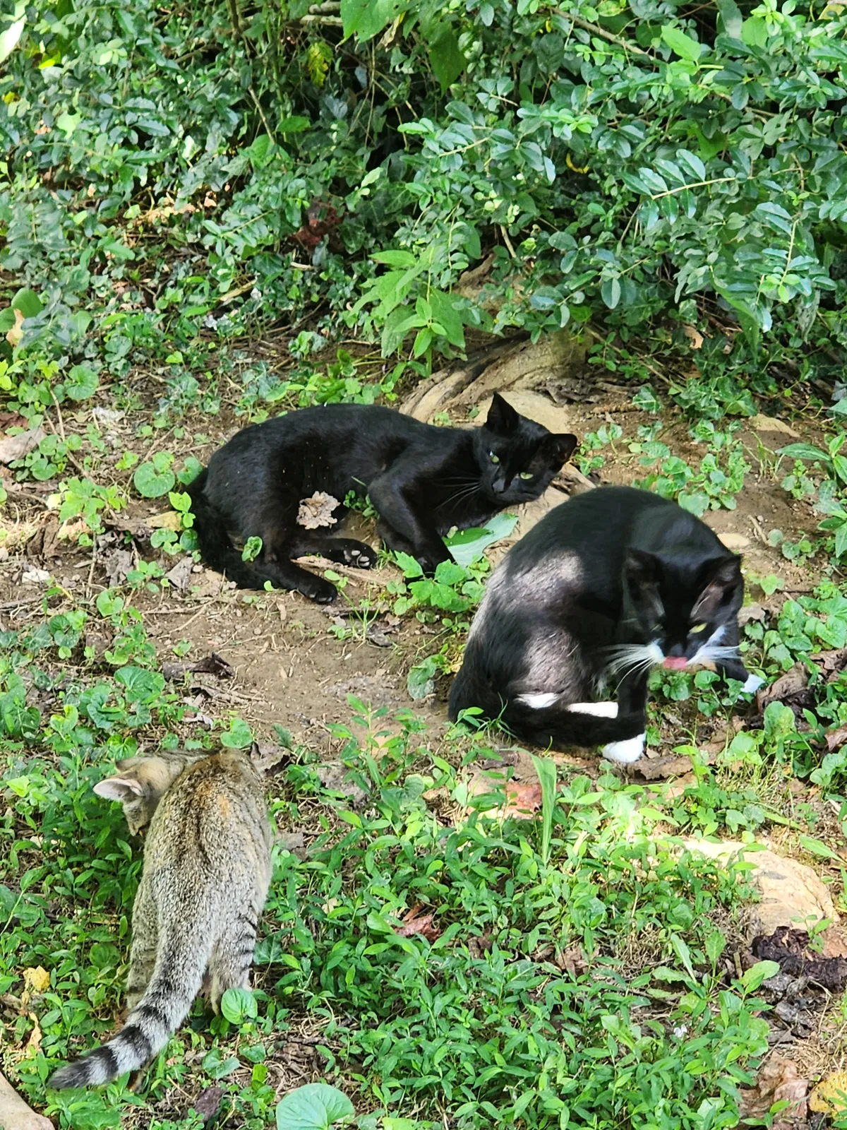 Sanctuary resident