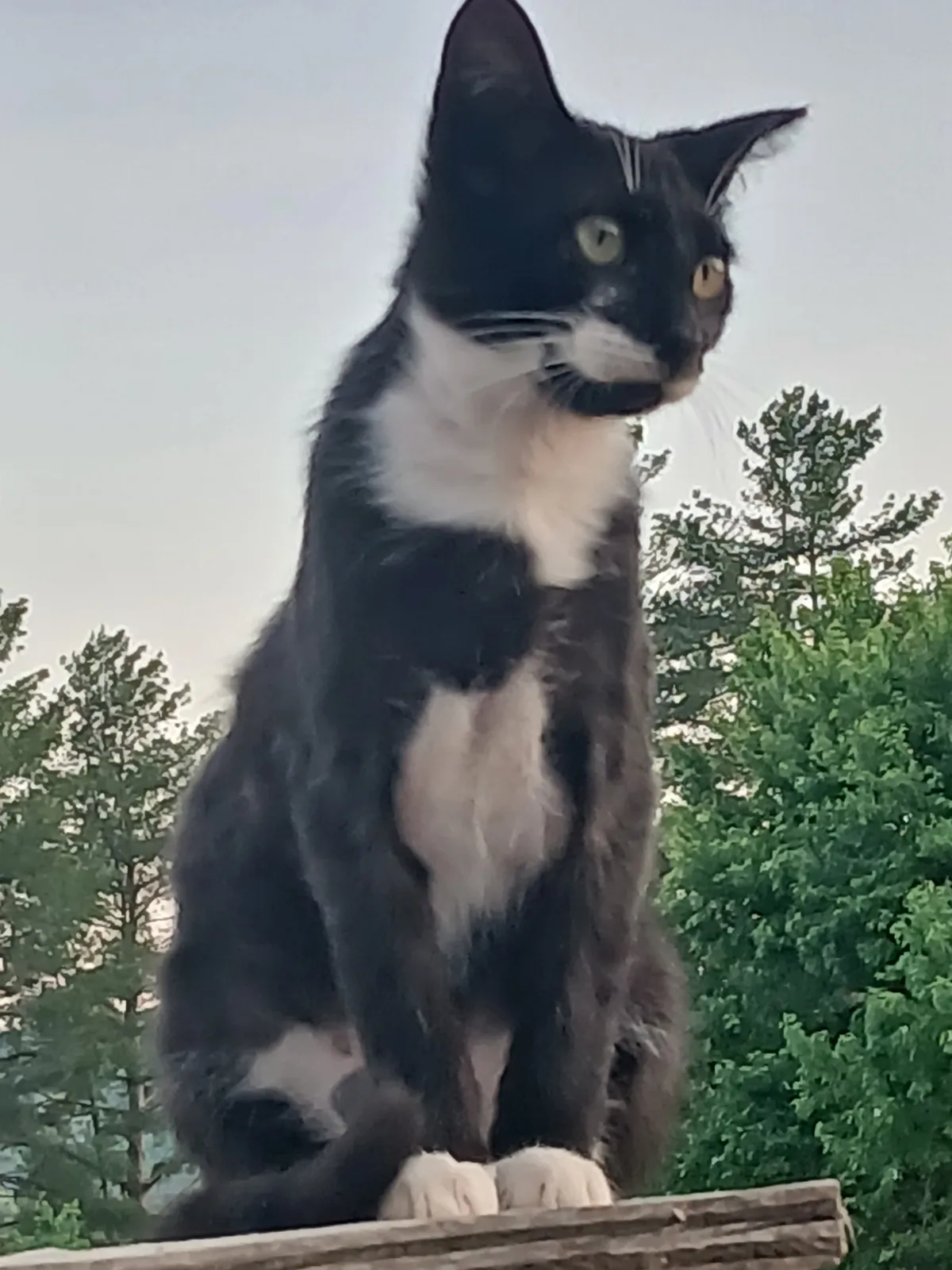 Sanctuary resident
