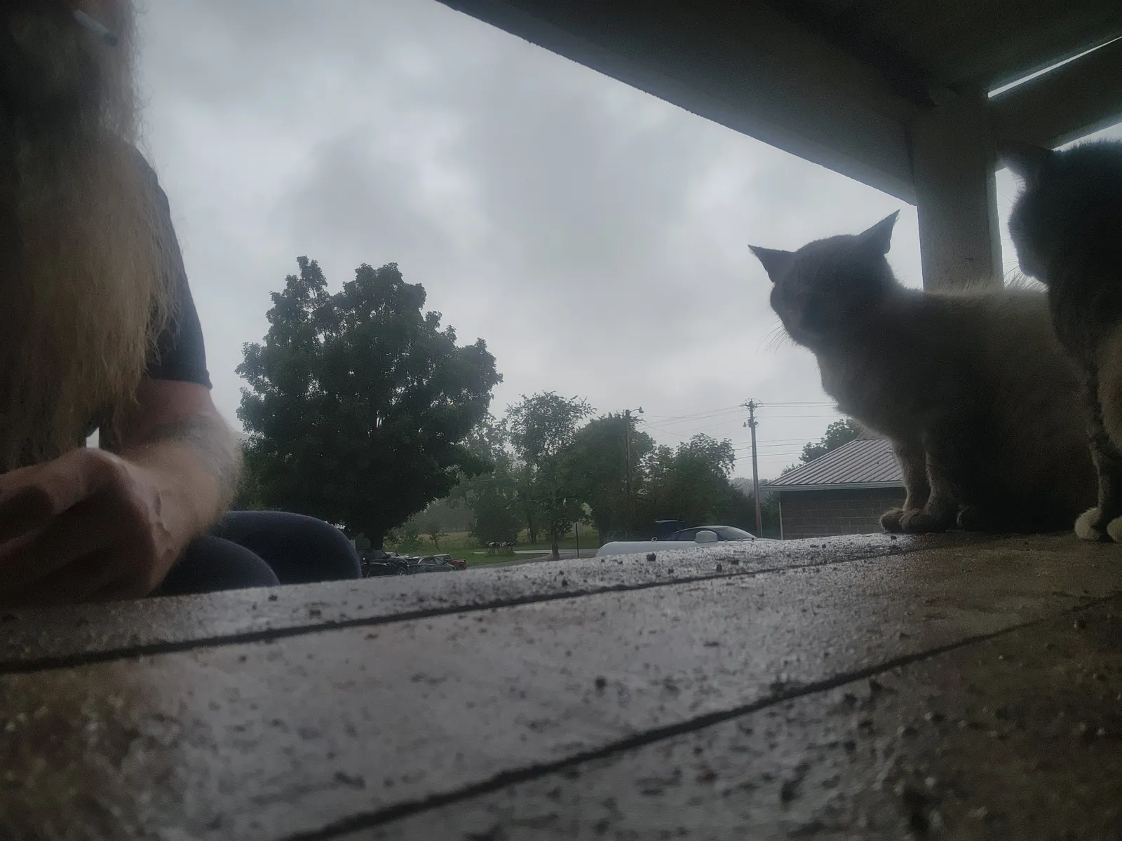 Jim on the porch with the cats on a rainy day