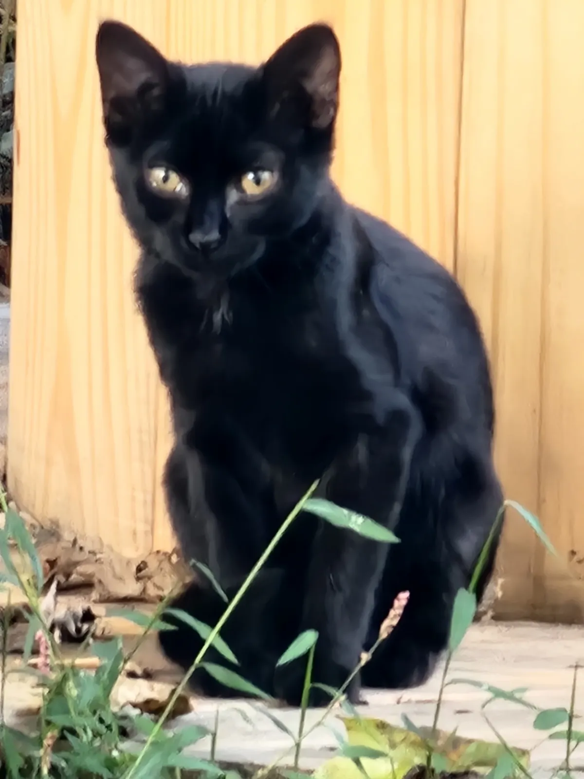 Sanctuary resident