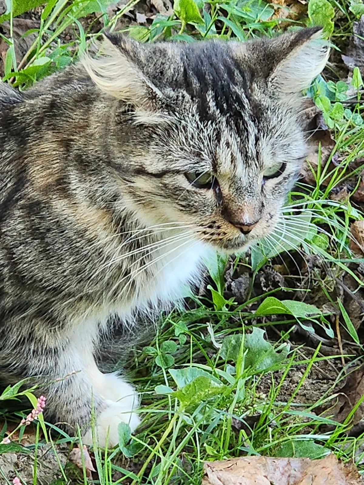 Sanctuary resident