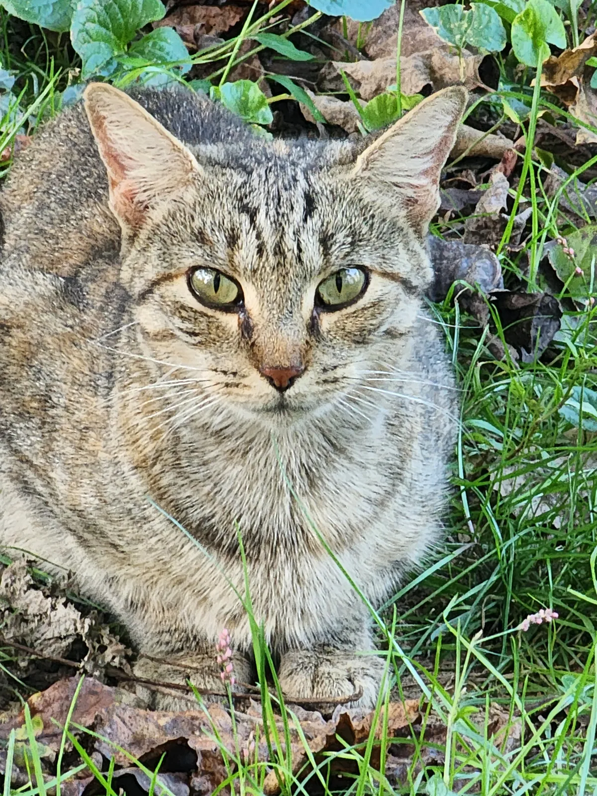 Sanctuary resident