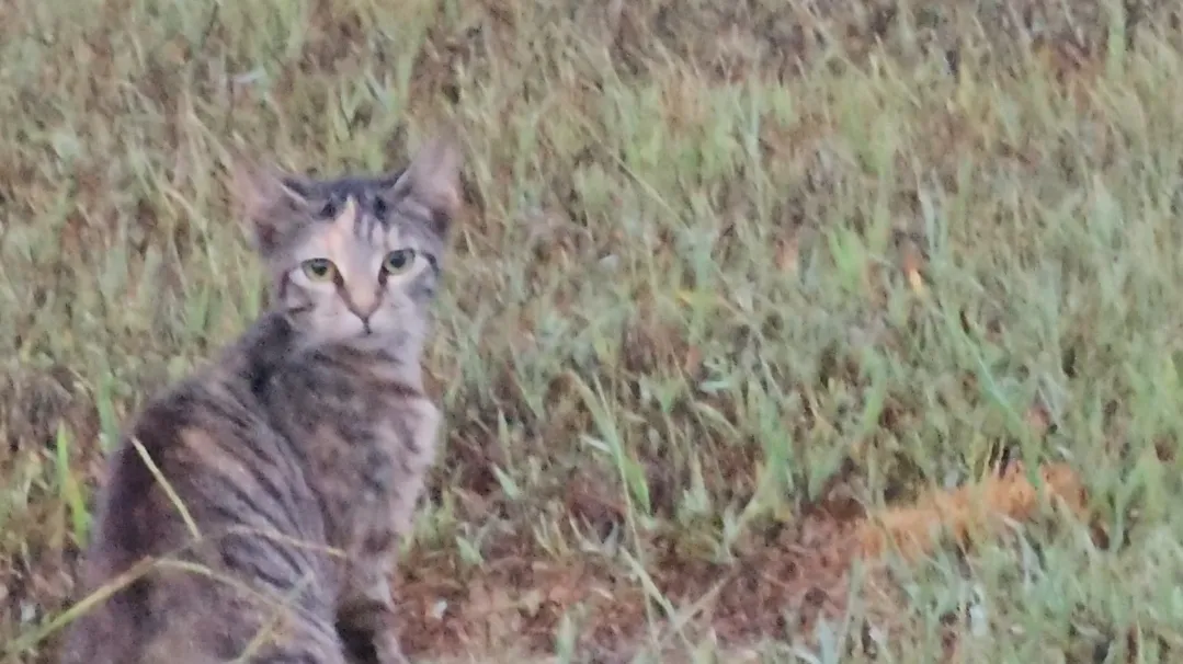 Sanctuary resident
