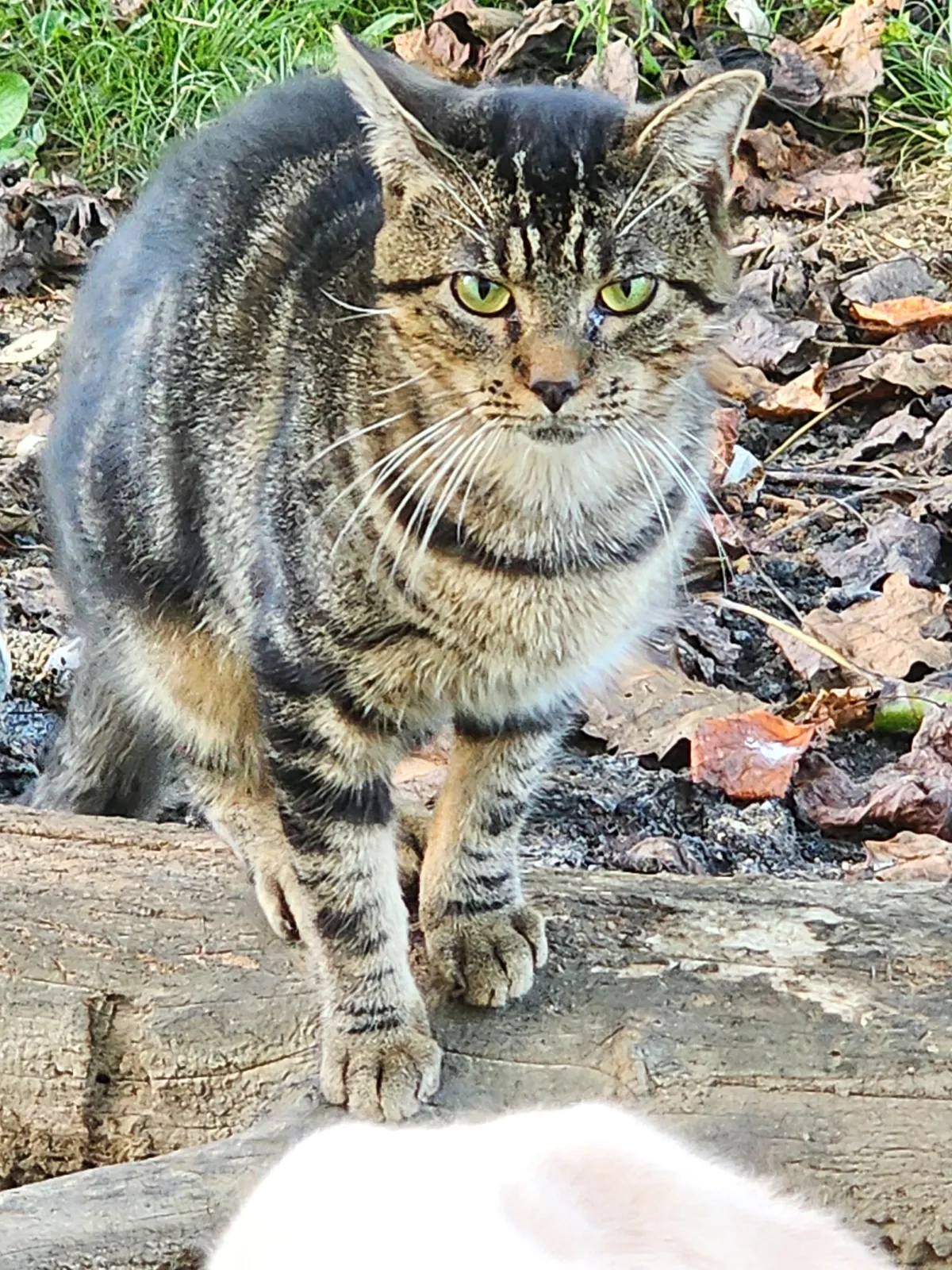 Sanctuary resident