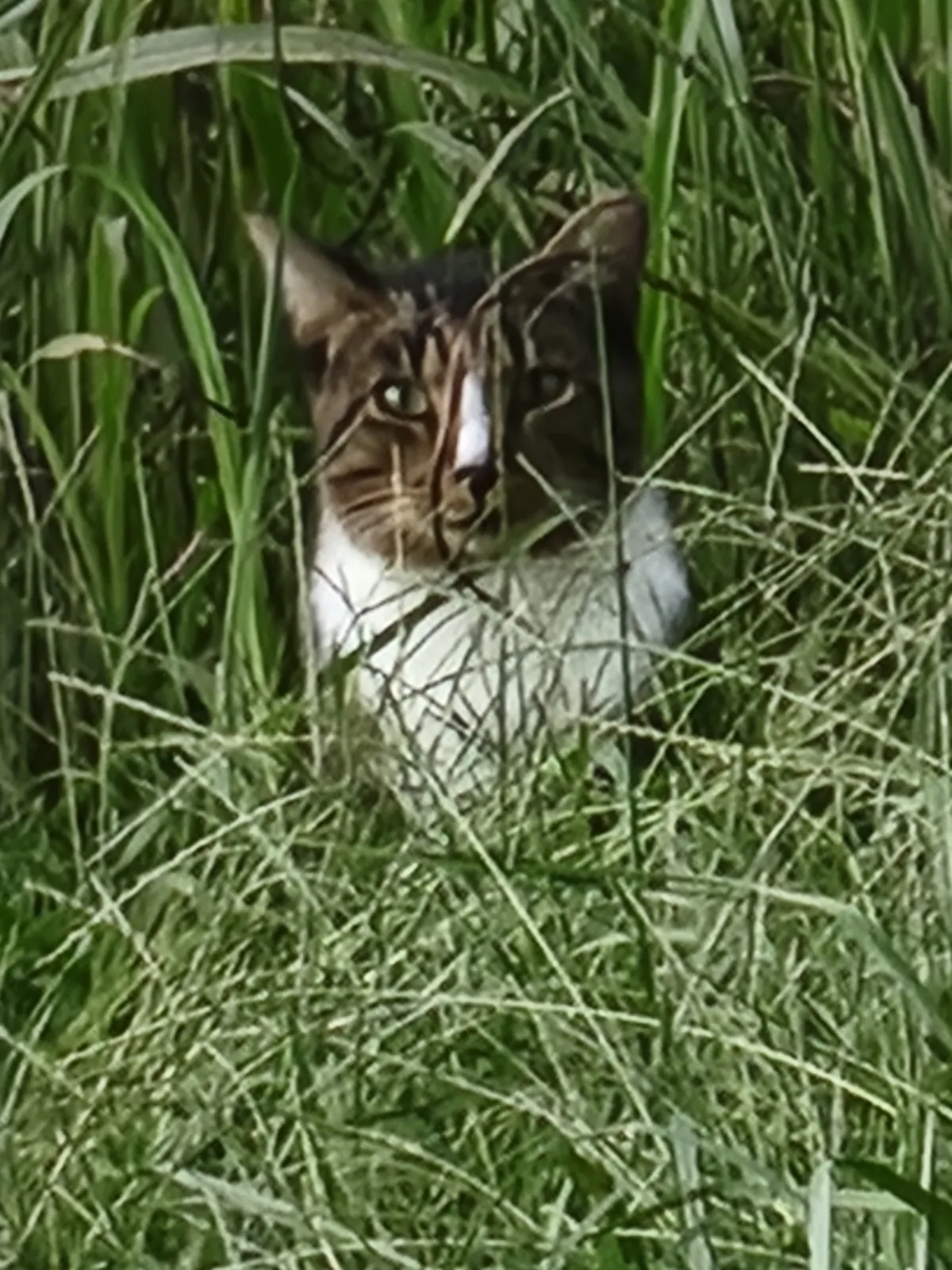 Sanctuary resident