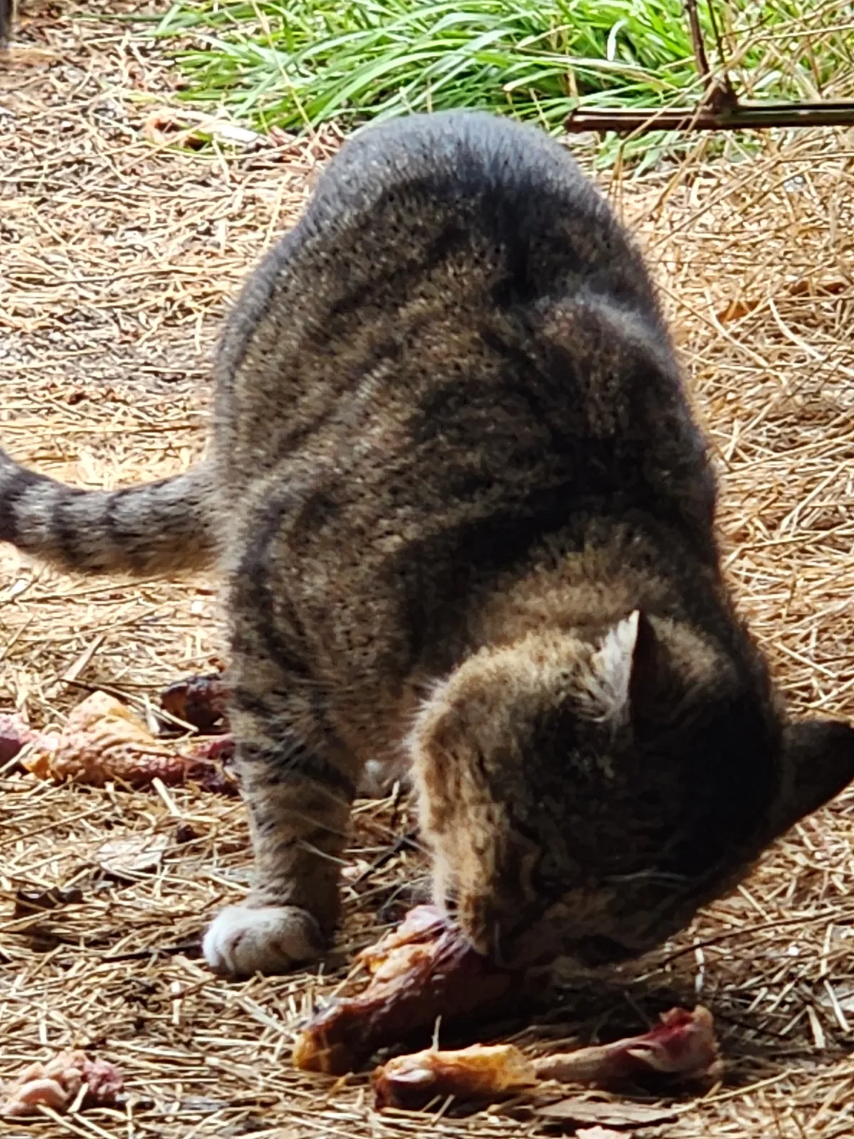 Sanctuary resident